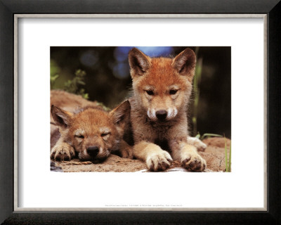 anime wolf puppy. black anime wolf pup. Spring Wolf Pups Lamina Framed; Spring Wolf Pups Lamina Framed. relimw. Sep 26, 11:31 AM. PC Mag (http://www.pcmag.com/article2/0,1895