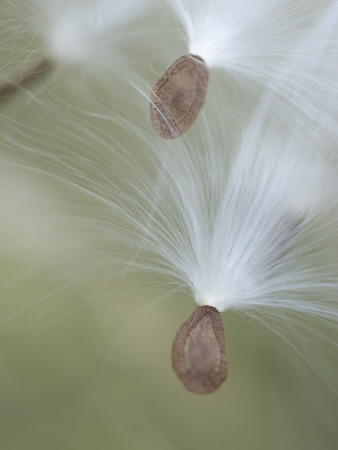 Close Up of Milkweed Seeds Shot Near Cook's Meadow in Yosemite Valley Stretched Canvas Print