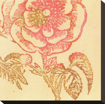 Coral Rose Stretched Canvas Print Coral Rose Stretched Canvas Print