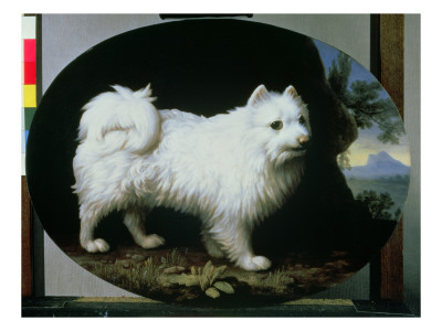 Portrait of Mrs Frenchs White Lap-Dog 1782