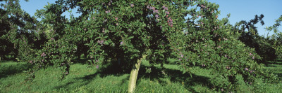 Orchard of Plum Trees Wall Decal Orchard of Plum Trees Wall Decal