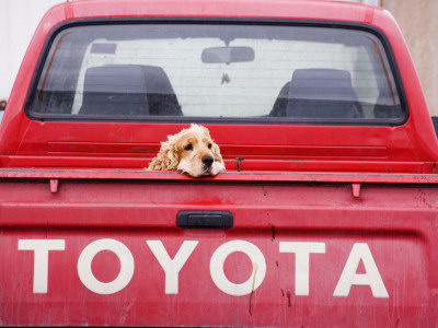 Dog Waiting on Back of Ute Stretched Canvas Print