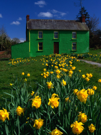 Brightly Painted Farmhouse with Yellow Daffodils Growing in the Garden, Crookstown, County Cor Stretched Canvas Print