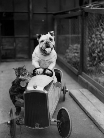 Dog and Cat Car Stretched Canvas Print