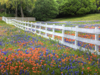 Texas Bluebonnets and Paintbrush Along White Fence Line, Texas, USA Stretched Canvas Print