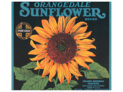 sunflower pictures to print. Orangedale Sunflower Brand