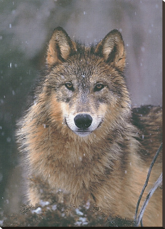 Woodland Pride, Montana Stretched Canvas Print Woodland Pride, Montana Stretched Canvas Print
