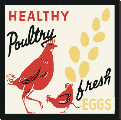 Healthy Poultry-Fresh Eggs Stretched Canvas Print Healthy Poultry-Fresh Eggs Stretched Canvas Print
