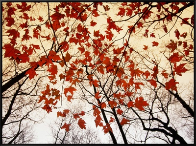 Bare Branches and Red Maple Leaves Growing Alongside the Highway Framed Canvas Print Bare Branches and Red Maple Leaves Growing Alongside the Highway Framed Canvas Print