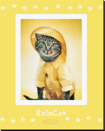 Rain Cat Stretched Canvas Print Rain Cat Stretched Canvas Print