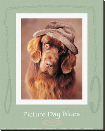 Picture Day Blues Stretched Canvas Print Picture Day Blues Stretched Canvas Print