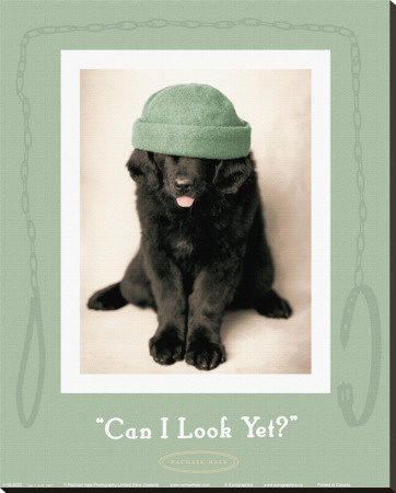 Can I Look Yet Stretched Canvas Print Can I Look Yet Stretched Canvas Print
