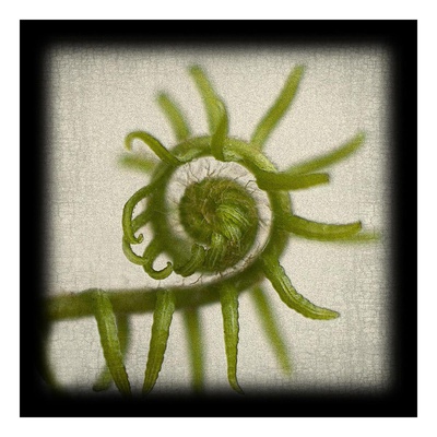 Spiral Fern Print Spiral Fern Print