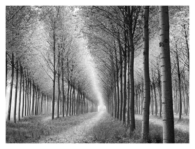 Tree Parade Print Tree Parade Print