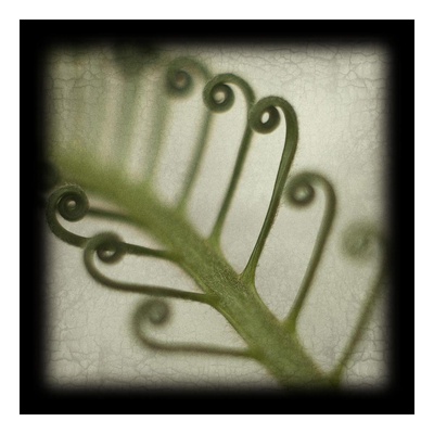 Sago Fern Print Sago Fern Print