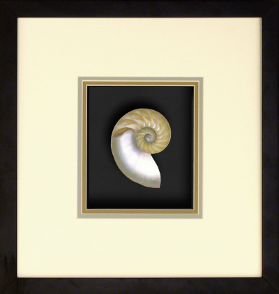 Natural Nautilus III Dimensional Product Natural Nautilus III Dimensional Product
