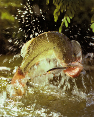 Bass and Fly Print Bass and Fly Print