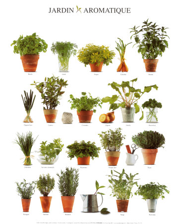 Aromatic Garden Print Aromatic Garden Print