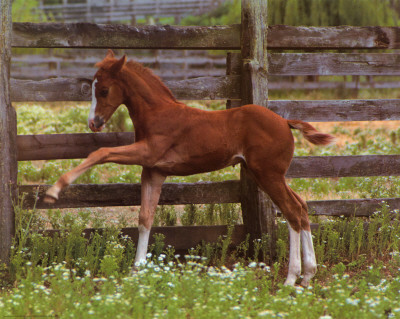 Colt Print Colt Print