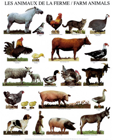 World Animal: Farm Animals