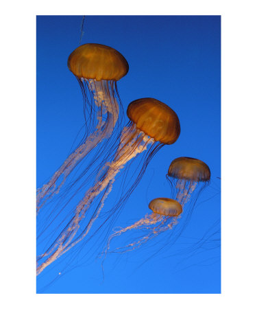 Family of Jellies Photographic Print Family of Jellies Photographic Print