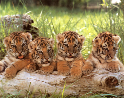 Four Cubs Print by Tippy