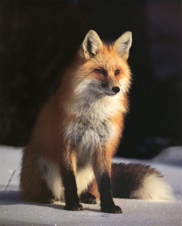 Fox and Winter Coat Print Fox and Winter Coat Print