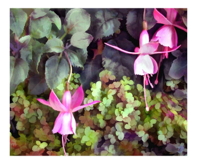 Lavender Fuchsias Photographic Print Lavender Fuchsias Photographic Print