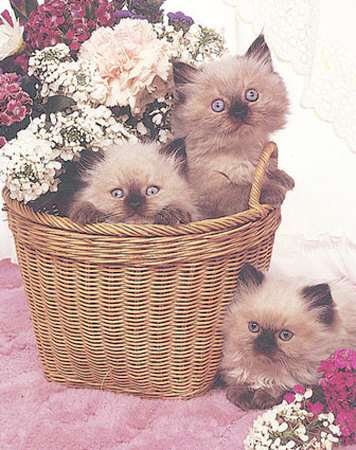 Kitty Bouquet Print Kitty Bouquet Print