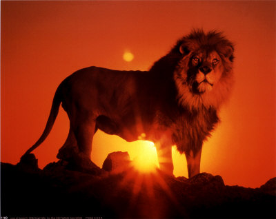 <img:http://cache2.artprintimages.com/p/LRG/6/671/B3WC000Z/ron-kimball-lion-at-sunset.jpg>