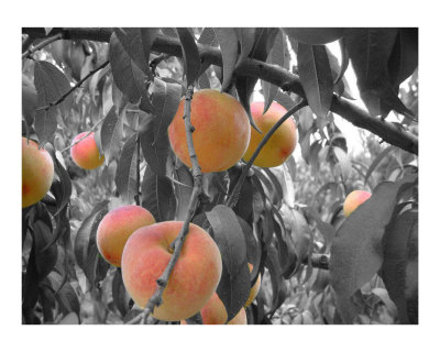 Peaches Photographic Print Peaches Photographic Print