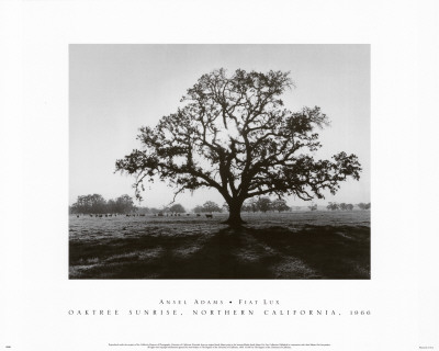 Oak Tree, Sunrise Print Oak Tree, Sunrise Print