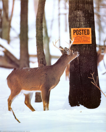 No Hunting Deer Print No Hunting Deer Print