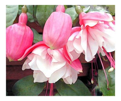 Pink Fuchsias Photographic Print Pink Fuchsias Photographic Print