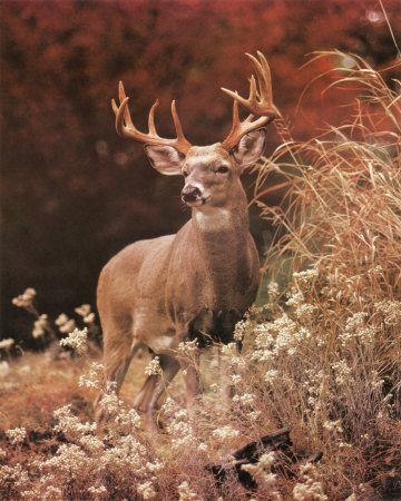 Royal Deer Print Royal Deer Print