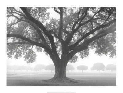 Silhouette Oak Print Silhouette Oak Print