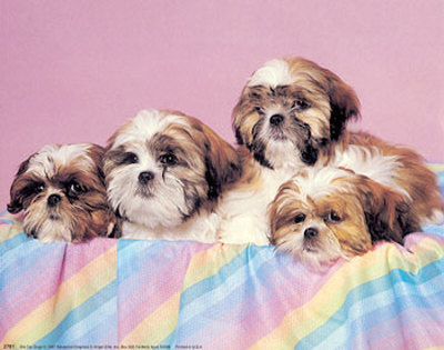 Pictures+of+shih+tzu+dogs