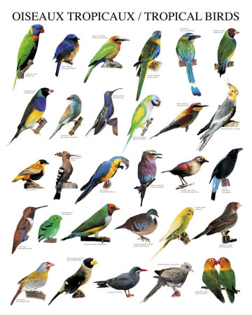 Tropical Birds on Tropical Birds Print At Art