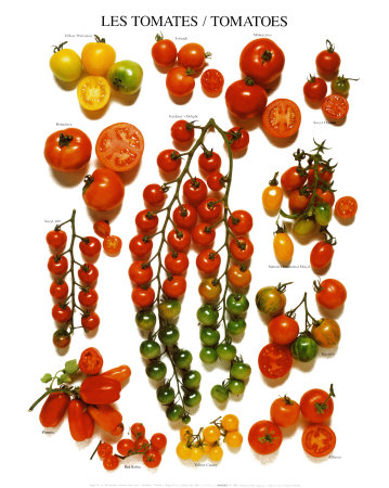 Tomatoes Print Tomatoes Print