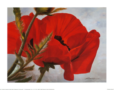 The Red Poppy Print The Red Poppy Print