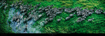Zebras, Okavango Delta Print Zebras, Okavango Delta Print