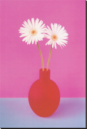Gerbera Stretched Canvas Print Gerbera Stretched Canvas Print