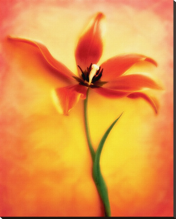 Tulip II Stretched Canvas Print Tulip II Stretched Canvas Print