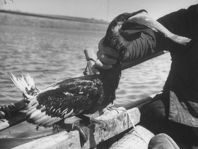 Comorant Fishing Bird, That Dives to Catch Fish, Having Catch Ejected from Neck Stretched Canvas Print