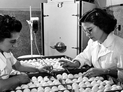 Technicians are Inoculating Fertile Eggs with Rabies Virus to Prepare Anti-Rabies Serum Stretched Canvas Print