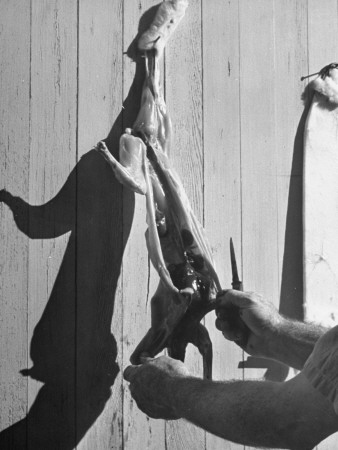 A Man Demonstrating the Proper Way to Clean a Rabbit Carcass Stretched Canvas Print