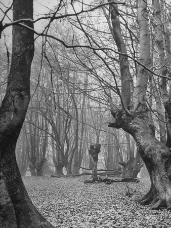 The Epping Forest Is Where King Henry VIII Was Waiting for Word of Anne Boelyn's Execution Stretched Canvas Print