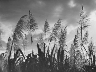 Sugar Cane Showing Tassels on the Canlubang Sugar Plantation Stretched Canvas Print