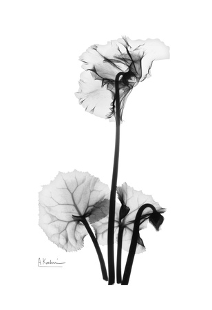 Cyclamen in Black and White Print Cyclamen in Black and White Print