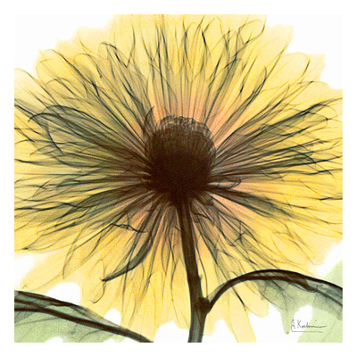 Dream in Yellow Print Dream in Yellow Print